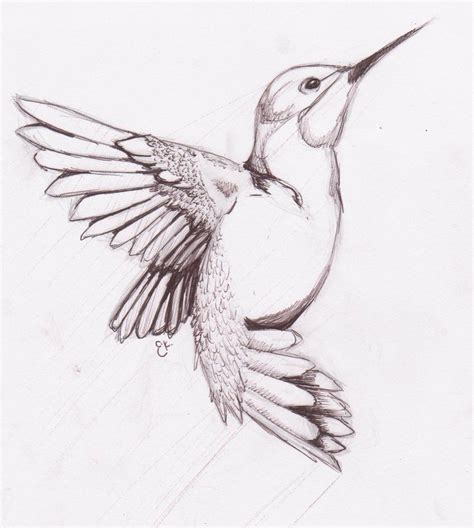 Hummingbird Drawing, Pencil, Sketch, Colorful, Realistic Art Images | Drawing Skill