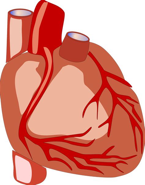 Download Heart, Human Heart, Anatomy. Royalty-Free Vector Graphic - Pixabay