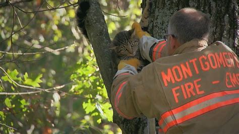 Cat in a tree prompts rescue response by Md. firefighters, deputies ...