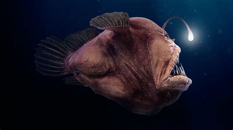 Thomas Veyrat - Big bad Angler fish