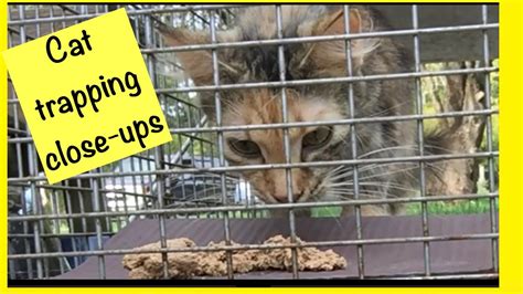 Trapping feral cats trap neuter return close up TNR - YouTube
