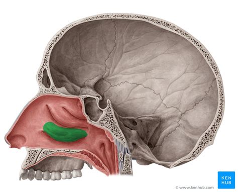 Concha nasal inferior: Anatomia, definição e embriologia | Kenhub