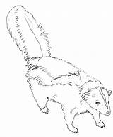 Free Printable Skunk Coloring Pages For Kids sketch template