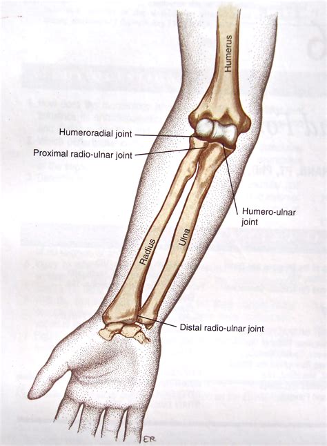 Fung Loy Kok Institute of Taoism | Notes on Anatomy and Physiology: The Elbow-Forearm Complex