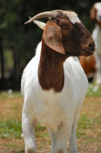 Starting A Goat Farm: Boer Goat Farming Tips