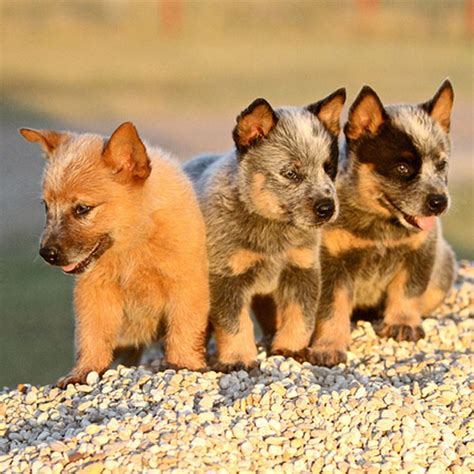 Photos of Blue Heeler Puppies: 10 Cutest Images – Dogster