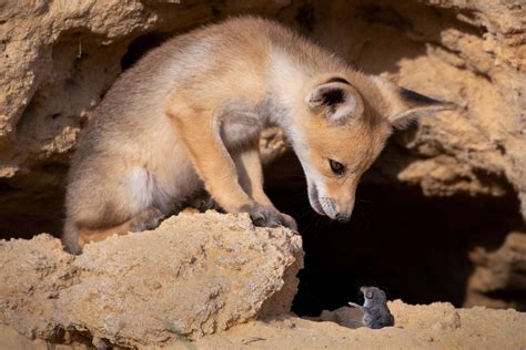 Best Award Winning Comedy Wildlife Photography Tough Negotiations By Ayala Fishaimer