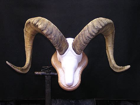 Dall Sheep Horn Mount | Alaska Precision Taxidermy