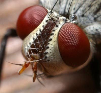 Funny Image Collection: Ugly Insects Beetle Pictures!