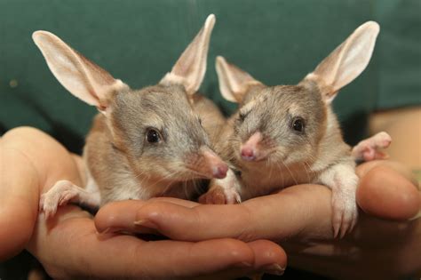 Have You Ever Seen a Baby Bilby's Eyes, In the Dark...? | Baby animals, Rare animals, Animals