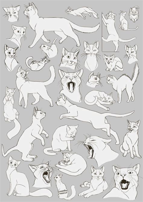 Cat Drawing Reference and Sketches for Artists | Bocetos de animales, Dibujo de animales ...