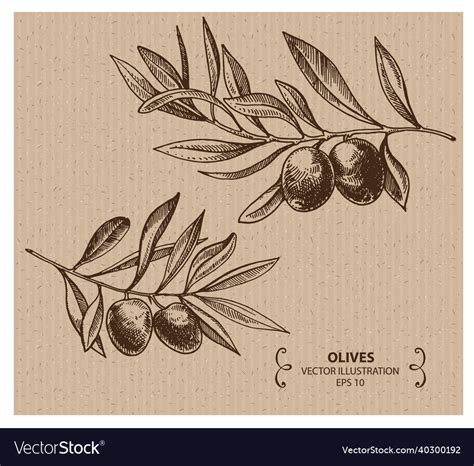 Olive branch Royalty Free Vector Image - VectorStock