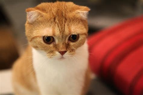 Orange Scottish Fold Cat: Info, Pictures, Facts & History - Catster