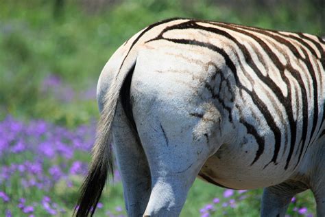 Buttocks Of Female Zebra Free Stock Photo - Public Domain Pictures