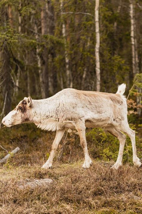 Reindeer in Its Natural Habitat Stock Photo - Image of animal, outdoors ...