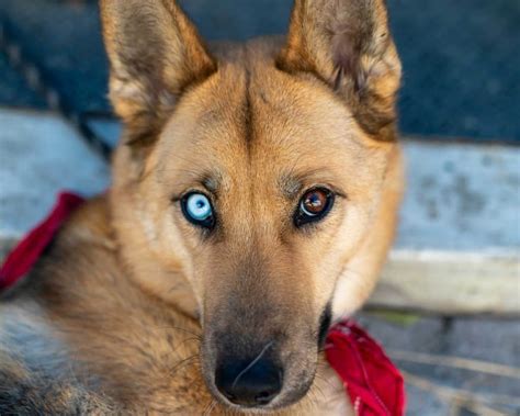 How Much Is A German Shepherd Husky Mix Puppy