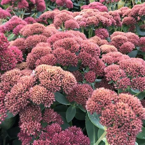 Sedum spec. ‘Autumn Joy’ (Stonecrop) - Cavano's Perennials