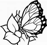 Butterfly Coloring Pages  ColoringBay sketch template