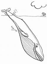 Ocean Whale Coloring Page  Free Printable Pages For Kids sketch template