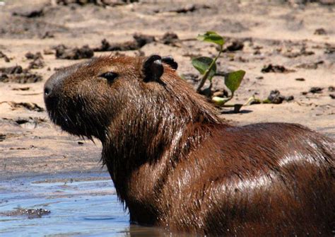 Carpincho | South American Capybara