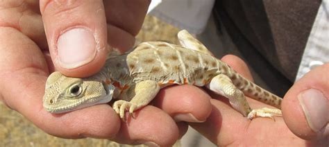 Site Visit Insights: Spotting elusive leopard lizards - The Wildlife ...