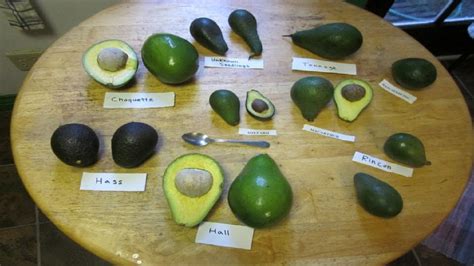 Choquette Avocado | Persea americana | Fruit Review - YouTube