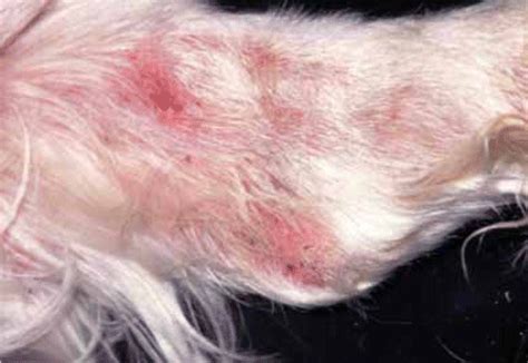 What Does Scabies On A Dog Look Like