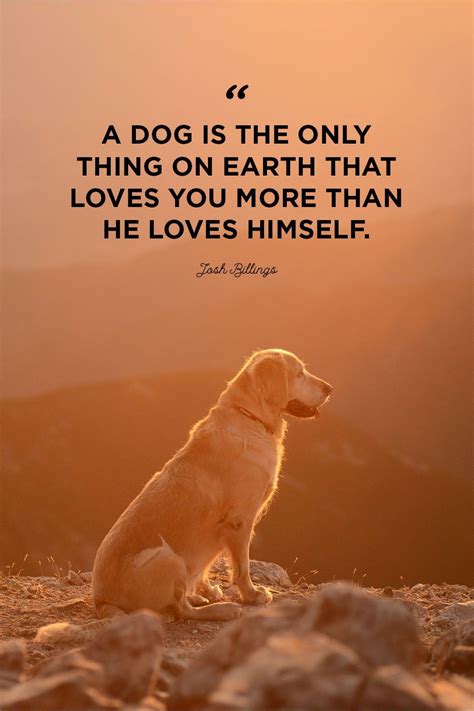 Dog Love Quotes - Homecare24