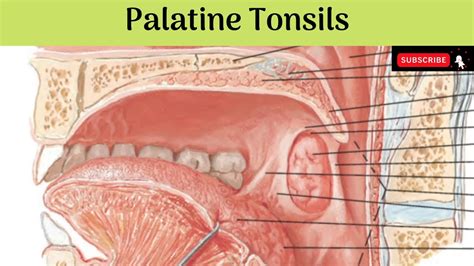 Palatine Tonsils Location In Throat With Mouth Struct - vrogue.co