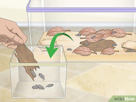 How to Breed Isopods: 12 Steps (with Pictures) - wikiHow