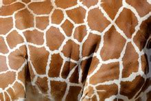 Giraffe Skin Texture Free Stock Photo - Public Domain Pictures