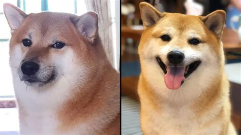 Cheems Dead: Viral 'Doge' Dog Has Died