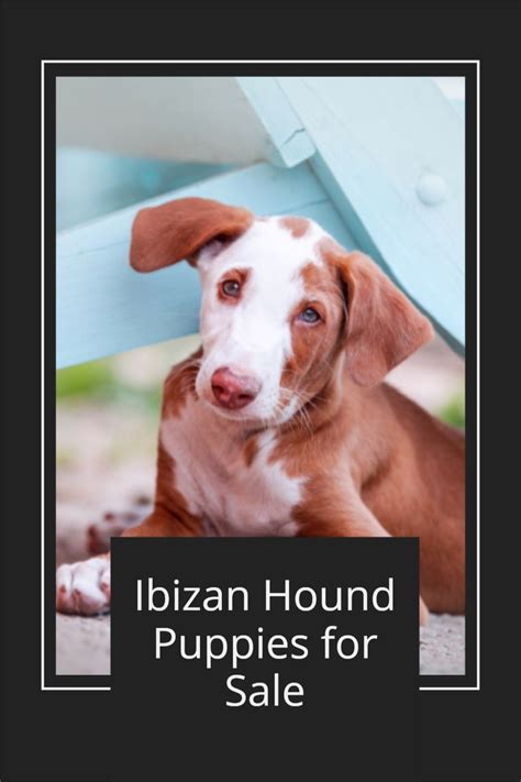 Ibizan Hound Puppies for Sale in 2021 | Puppies for sale, Ibizan hound, Hound puppies