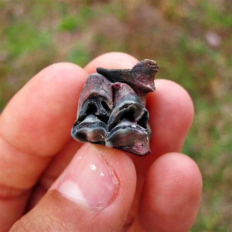 Colorful Whitetail Deer Tooth | Pleistocene (10,000 - 100,000 Years Old) - PaleoCris