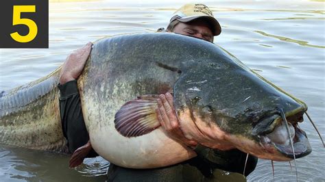 Top 5 BIGGEST FISH Ever Caught - YouTube