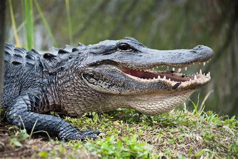 Toddler Snatched by Alligator: How Dangerous Are Florida's Reptiles? | Live Science