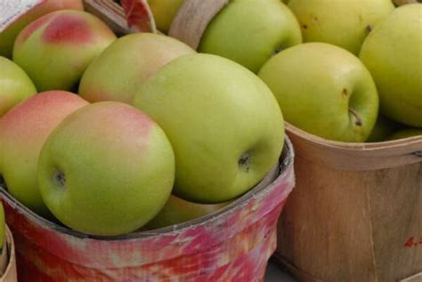 The Winter Banana Apple - Minneopa Orchards