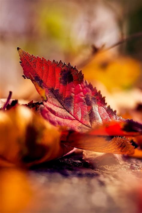 Fall Wallpaper For Iphone - Sure To Have You Feeling The Autumn Season ...