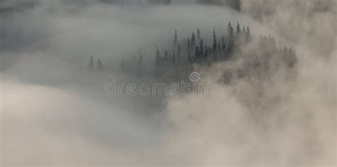 Among Swirling Fog Stands Forest Stock Photo - Image of wood, foggy ...