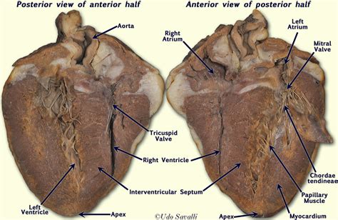 Cow Heart Diagram