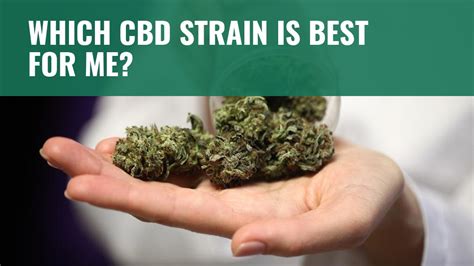 Are There Different Strains Of CBD Plants? – Pure Green Living