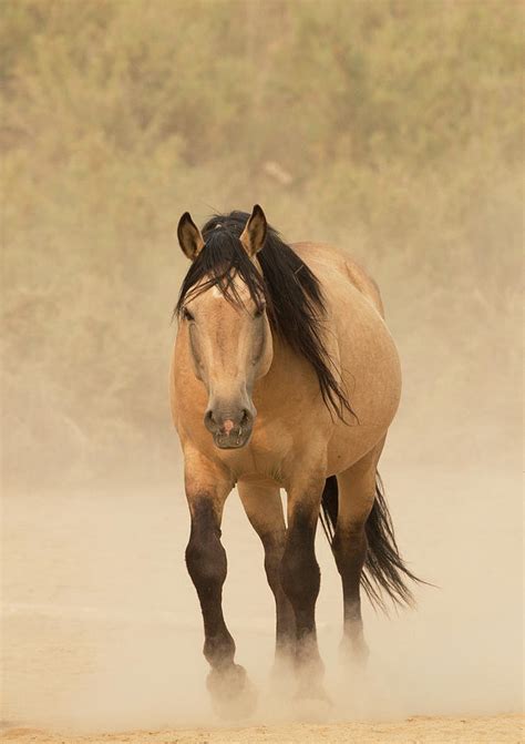 Wild Mustang, Dun Horse In Dust, Colorado, Usa Photograph by Carol Walker / Naturepl.com - Pixels