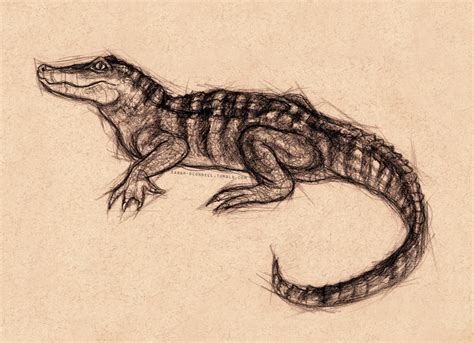 Scientific Illustration | sarah-oconnell: Sketch of a baby alligator from...