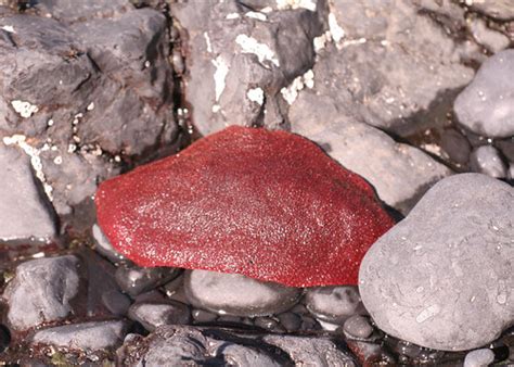 7190_giant_pacific_gumboot_chiton_swingle | Giant Pacific Gu… | Flickr