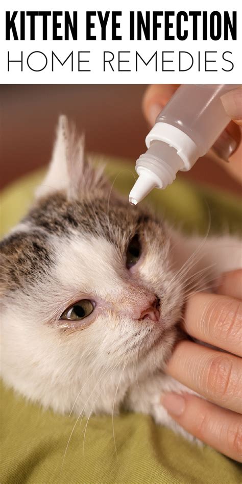 Cat Eye Infection Home Remedies, Signs And Symptoms | atelier-yuwa.ciao.jp