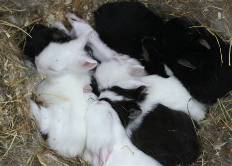 File:Baby rabbit nest.jpg - Wikimedia Commons