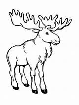 Moose coloring Pages sketch template