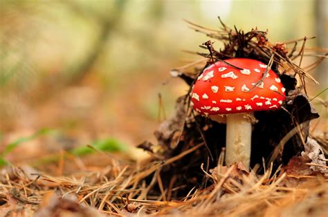 10 Outstanding red mushroom wallpaper aesthetic You Can Get It Without A Penny - Aesthetic Arena