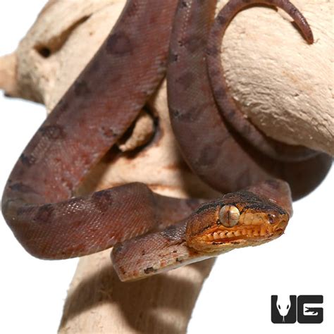 Baby Amazon Tree Boas For Sale - Underground Reptiles