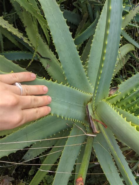 Ethically Harvesting & Processing Aloe Vera • Insteading